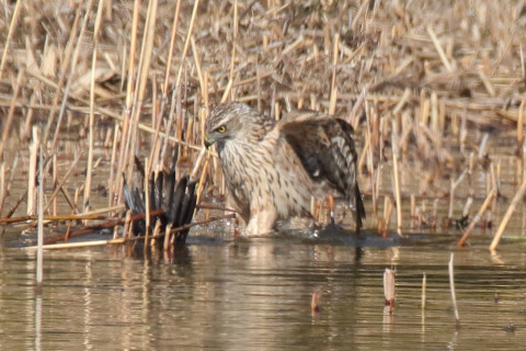 トリミング 2018/1月 SIGMA150-600C+7D2 焦点距離600mm F8 ss1/1600 ISO640 Case3