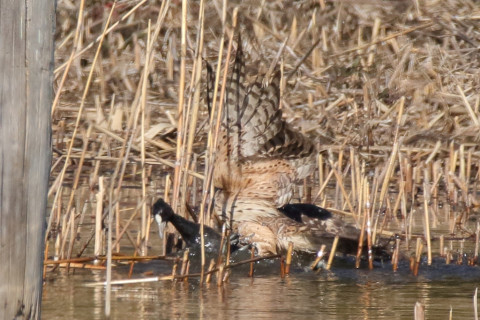 トリミング 2018/1月 SIGMA150-600C+7D2 焦点距離562mm F8 ss1/1600 ISO500 Case3