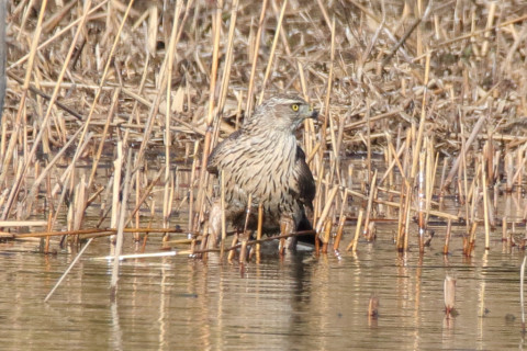 トリミング 2018/1月 SIGMA150-600C+7D2 焦点距離600mm F8 ss1/1600 ISO640 Case3