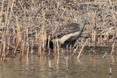 トリミング 2018/1月 SIGMA150-600C+7D2 焦点距離600mm F8 ss1/1600 ISO500 Case3