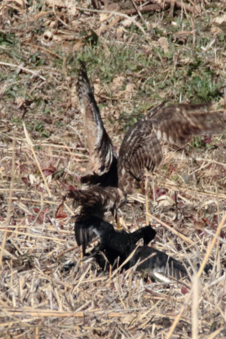 トリミング 2018/1月 SIGMA150-600C+7D2 焦点距離600mm F8 ss1/1600 ISO640 Case3
