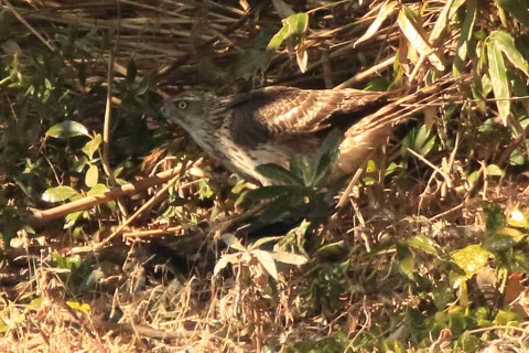 トリミング 2018/1月 SIGMA150-600C+7D2 焦点距離600mm F8 ss1/1600 ISO2000 