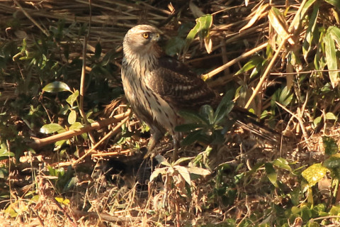 トリミング 2018/1月 SIGMA150-600C+7D2 焦点距離600mm F8 ss1/640 ISO800