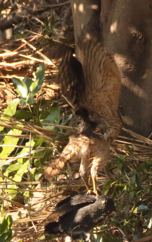 トリミング 2018/1月 SIGMA150-600C+7D2 焦点距離600mm F8 ss1/500 ISO800