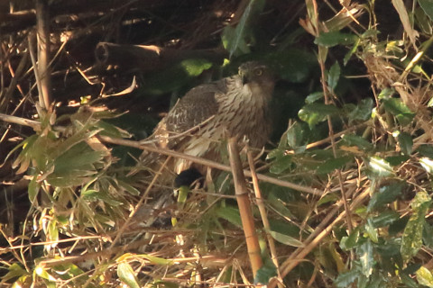 トリミング 2018/1月 SIGMA150-600C+7D2 焦点距離600mm F8 ss1/500 ISO1250