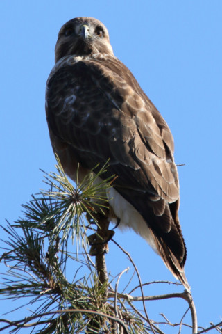 トリミング 2018/1月 SIGMA150-600C+7D2 焦点距離600mm F8 ss1/500 ISO1250