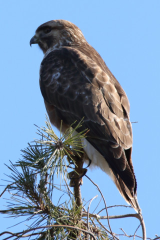トリミング 2018/1月 SIGMA150-600C+7D2 焦点距離600mm F8 ss1/500 ISO1250