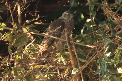 トリミング 2018/1月 SIGMA150-600C+7D2 焦点距離600mm F8 ss1/500 ISO1000