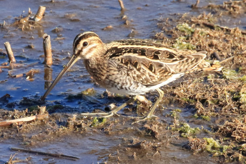 0.66倍トリミング 2018/1月 SIGMA150-600C+7D2 焦点距離600mm F8 ss1/1250 ISO1250