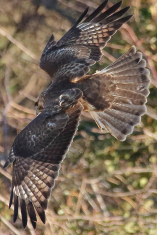0.66倍トリミング 2018/1月 SIGMA150-600C+7D2 焦点距離600mm F8 ss1/1250 ISO2500 Case3
