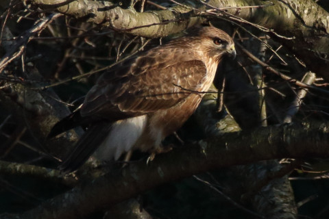 トリミング 2018/1月 SIGMA150-600C+7D2 焦点距離600mm F8 ss1/1250 ISO800 Case3
