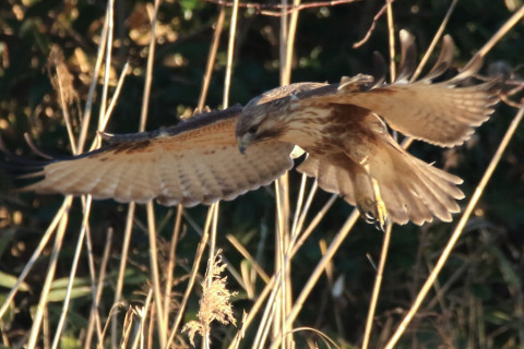 0.66倍トリミング 2018/1月 SIGMA150-600C+7D2 焦点距離600mm F8 ss1/640 ISO1250 Case3