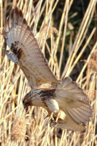 0.66倍トリミング 2018/1月 SIGMA150-600C+7D2 焦点距離600mm F8 ss1/640 ISO1250 Case3