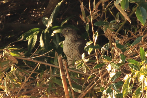 トリミング 2018/1月 SIGMA150-600C+7D2 焦点距離600mm F8 ss1/100 ISO400