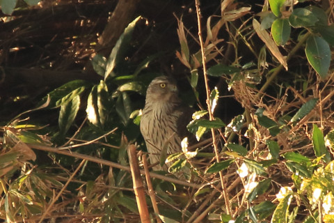 トリミング 2018/1月 SIGMA150-600C+7D2 焦点距離600mm F8 ss1/200 ISO800