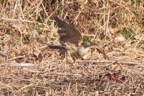 トリミング 2018/1月 SIGMA150-600C+7D2 焦点距離600mm F8 ss1/1250 ISO1000 Case3