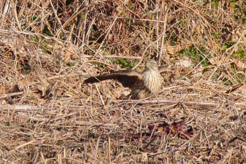 トリミング 2018/1月 SIGMA150-600C+7D2 焦点距離600mm F8 ss1/1250 ISO1000 Case3