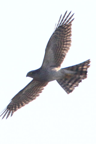 トリミング 2018/1月 SIGMA150-600C+7D2 焦点距離600mm F8 ss1/2000 ISO250 Case3