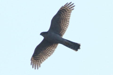 トリミング 2018/1月 SIGMA150-600C+7D2 焦点距離600mm F8 ss1/1250 ISO250 Case3