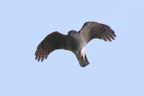 トリミング 2018/1月 SIGMA150-600C+7D2 焦点距離600mm F8 ss1/1600 ISO200 Case3