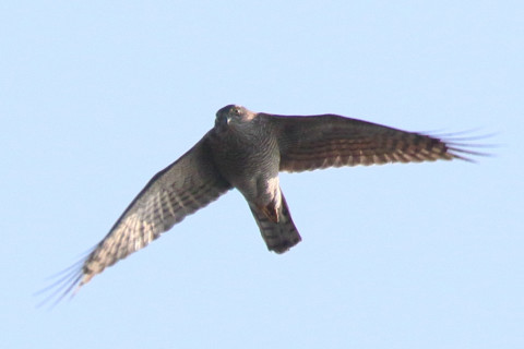 トリミング 2018/1月 SIGMA150-600C+7D2 焦点距離600mm F8 ss1/1600 ISO200 Case3