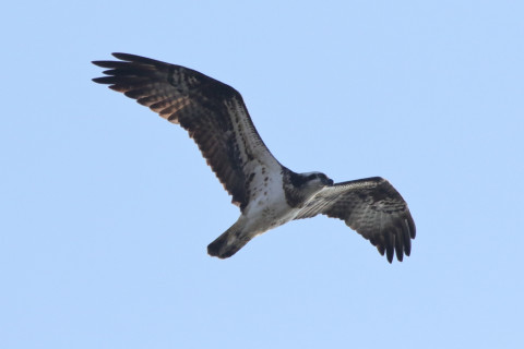 約0.47倍トリミング 2018/1月 SIGMA150-600C+7D2 焦点距離600mm F8 ss1/3200 ISO640 Case3