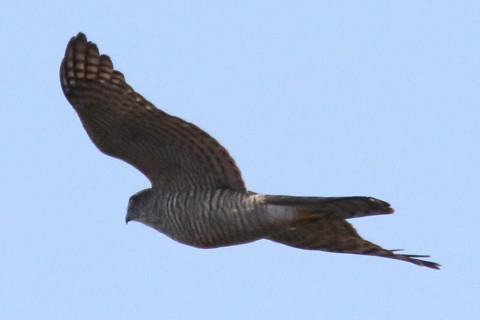 トリミング 2018/1月 SIGMA150-600C+7D2 焦点距離600mm F8 ss1/5000 ISO1250 Case3