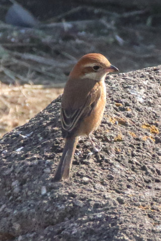 トリミング 2018/1月 SIGMA150-600C+7D2 焦点距離600mm F8 ss1/2000 ISO3200