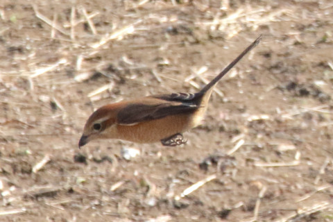 トリミング 2018/1月 SIGMA150-600C+7D2 焦点距離600mm F8 ss1/2000 ISO2500 Case3