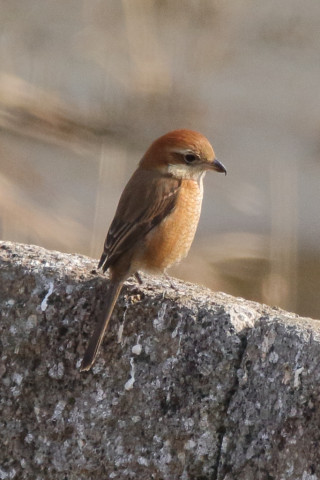 トリミング 2018/1月 SIGMA150-600C+7D2 焦点距離600mm F8 ss1/1250 ISO800 Case3
