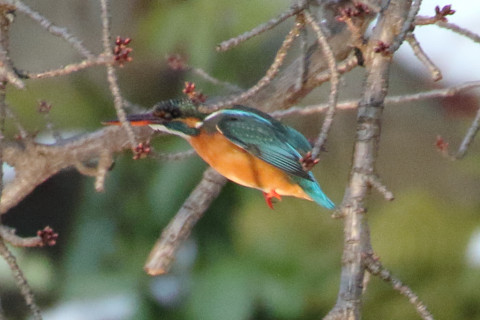 トリミング 2018/1月 TAMRONsp70-300+7D2 焦点距離300mm F8 ss1/1000 ISO2500 Case3