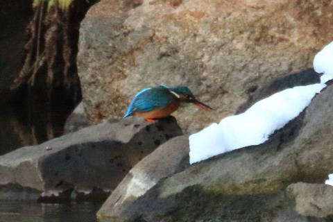 トリミング 2018/1月 TAMRONsp70-300+7D2 焦点距離300mm F8 ss1/1000 ISO3200