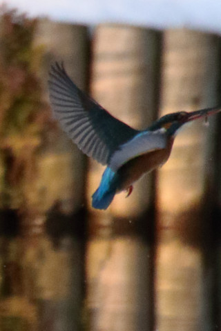 トリミング 2018/1月 TAMRONsp70-300+7D2 焦点距離300mm F8 ss1/2500 ISO3200 Case3