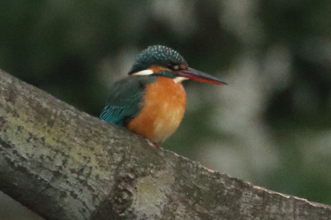 トリミング 2018/1月 TAMRONsp70-300+7D2 焦点距離300mm F8 ss1/500 ISO3200