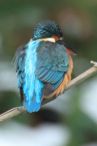 トリミング 2018/1月 TAMRONsp70-300+7D2 焦点距離300mm F8 ss1/60 ISO800