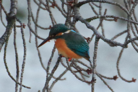 トリミング 2018/1月 TAMRONsp70-300+7D2 焦点距離300mm F8 ss1/800 ISO2500
