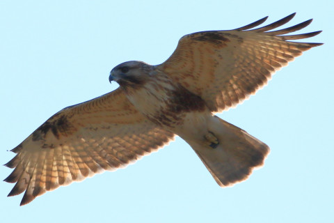 約0.47倍トリミング 2018/1月 SIGMA150-600C+7D2 焦点距離600mm F8 ss1/1600 ISO250 Case3