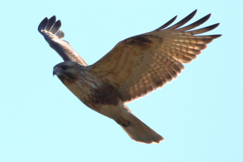 約0.47倍トリミング 2018/1月 SIGMA150-600C+7D2 焦点距離600mm F8 ss1/1600 ISO250 Case3