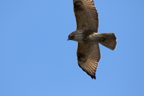2018/1月 SIGMA150-600C+7D2 焦点距離600mm F8 ss1/1600 ISO640 Case3