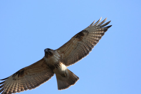 2018/1月 SIGMA150-600C+7D2 焦点距離600mm F8 ss1/1600 ISO500 Case3