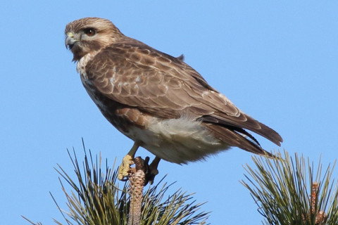 トリミング 2018/1月 SIGMA150-600C+7D2 焦点距離600mm F8 ss1/1250 ISO400