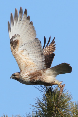 0.66倍トリミング 2018/1月 SIGMA150-600C+7D2 焦点距離600mm F8 ss1/1250 ISO400 Case3