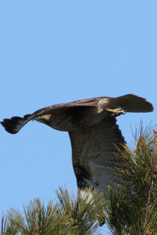 0.66倍トリミング 2018/1月 SIGMA150-600C+7D2 焦点距離600mm F8 ss1/1250 ISO400 Case3