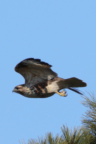 0.66倍トリミング 2018/1月 SIGMA150-600C+7D2 焦点距離600mm F8 ss1/1250 ISO400 Case3