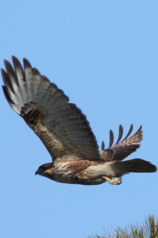 0.66倍トリミング 2018/1月 SIGMA150-600C+7D2 焦点距離600mm F8 ss1/1250 ISO400 Case3