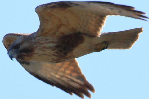 約0.66倍トリミング 2018/1月 SIGMA150-600C+7D2 焦点距離600mm F8 ss1/1600 ISO250 Case3