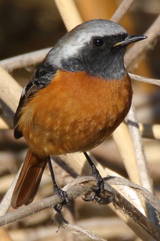 トリミング 2018/1月 SIGMA150-600C+7D2 焦点距離600mm F8 ss1/1250 ISO400 