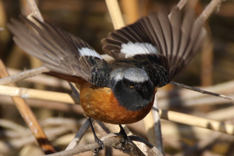 トリミング 2018/1月 SIGMA150-600C+7D2 焦点距離600mm F8 ss1/1250 ISO400 Case3