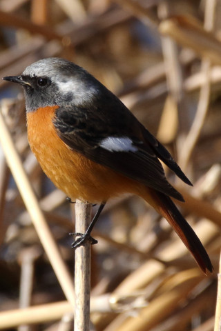 トリミング 2018/1月 SIGMA150-600C+7D2 焦点距離600mm F8 ss1/1250 ISO640 