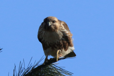 トリミング 2018/1月 SIGMA150-600C+7D2 焦点距離600mm F8 ss1/1250 ISO400 